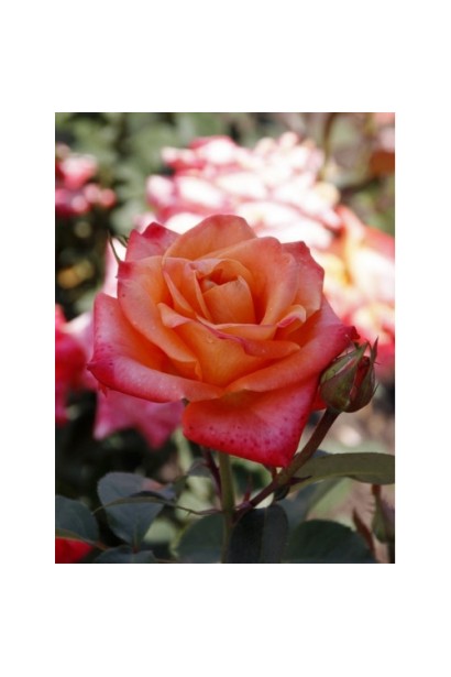 Квітка троянди Бірді крупним планом